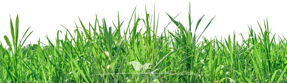 Gazon bemesten | meststoffen voor gras | Gardline